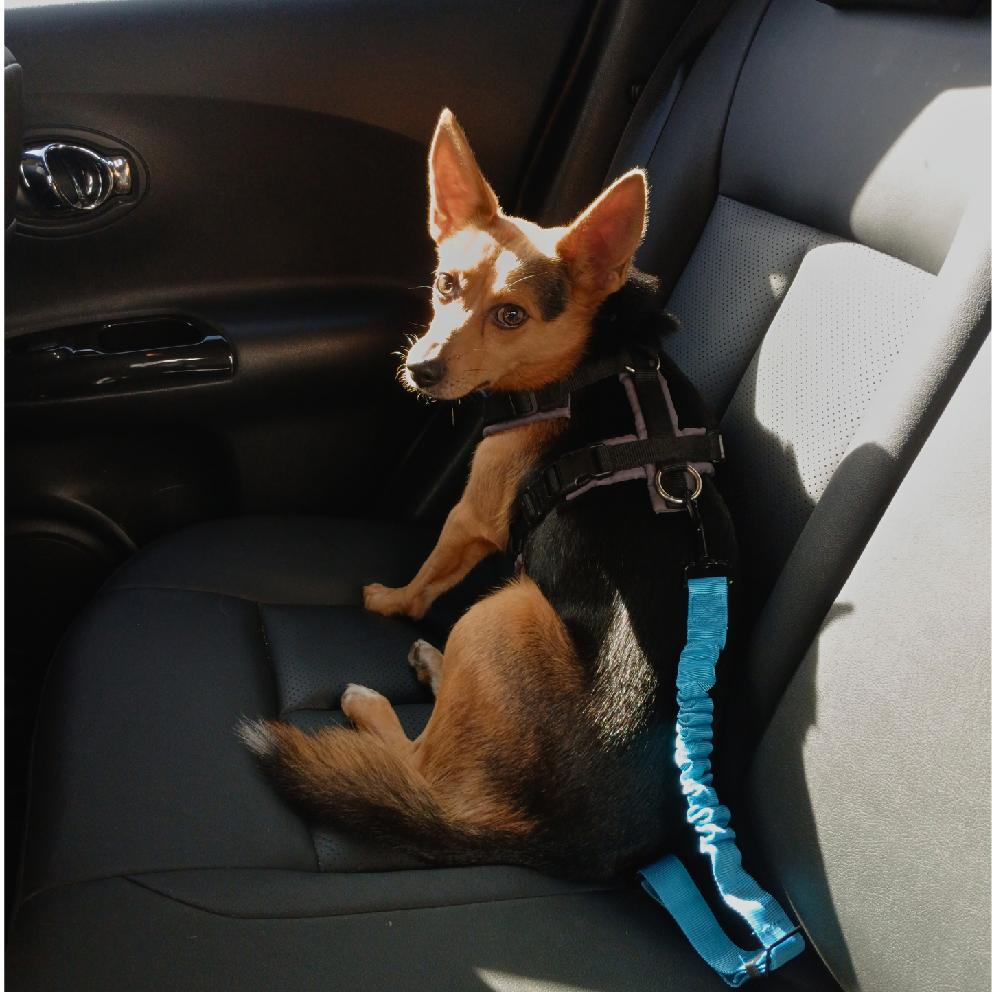 Anschnaller fürs Auto