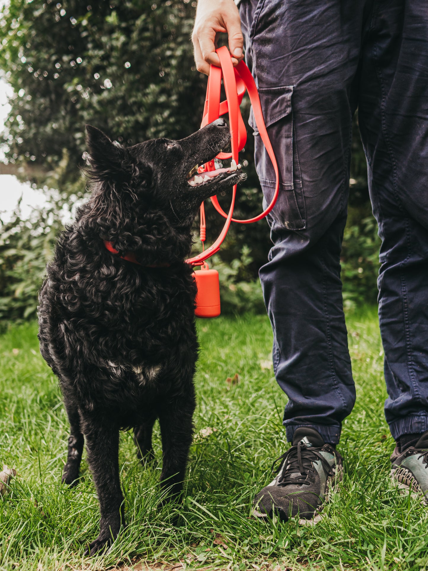 Hundeleine Heldenhalt